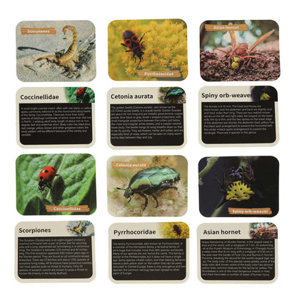 Educational Insect Amber Excavation Kit for Kids 6+