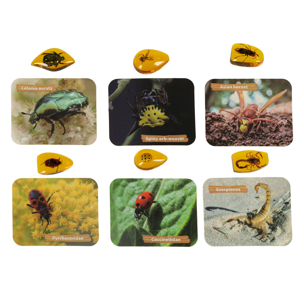 Educational Insect Amber Excavation Kit for Kids 6+