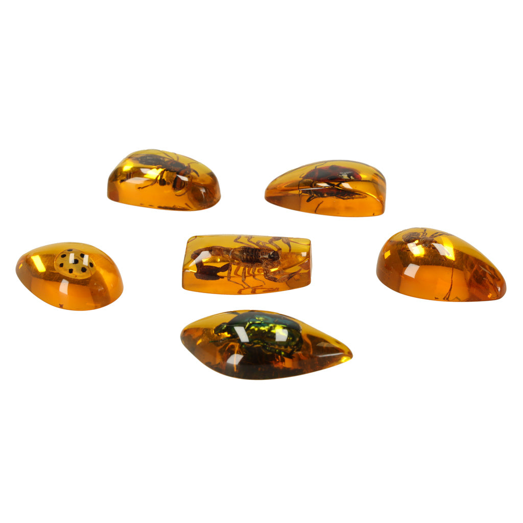 Educational Insect Amber Excavation Kit for Kids 6+